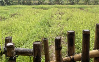 Luscious Rice Fields of Jatiluwih